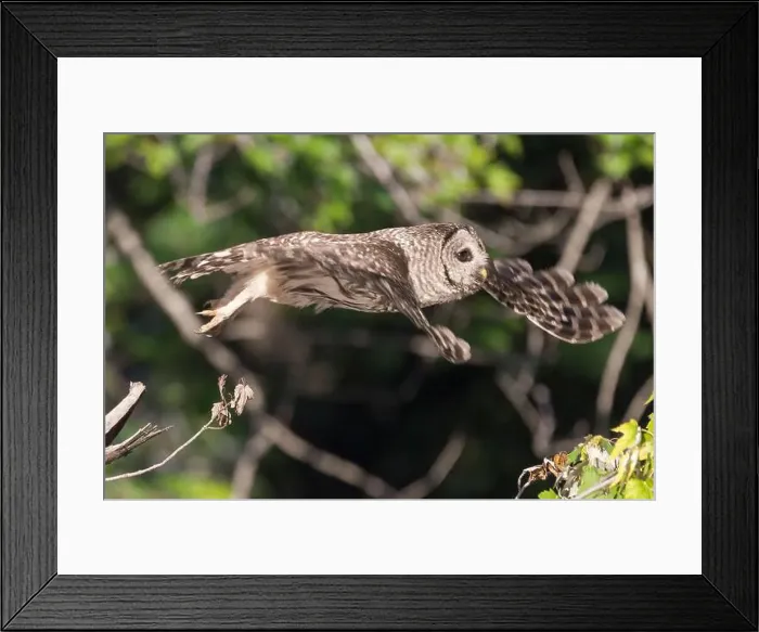 Framed Print : Juvenile Northern Barred owl (Strix varia) in flight. Chesapeake and Ohio Canal National Historical Park. Maryland. USA Framed Print : Juvenile Northern Barred owl (Strix varia) in flight. Chesapeake and Ohio Canal National Historical Park. Maryland. USA