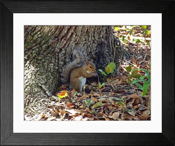 Framed Print : Cute squirrel under a tree near a Florida trail Framed Print : Cute squirrel under a tree near a Florida trail