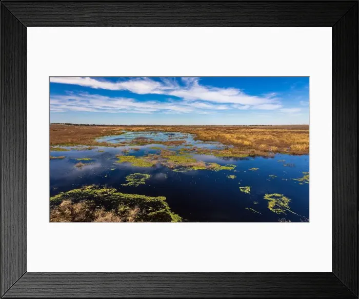 Framed Print : Brazos Bend State Park, Texas, in a beautiful sunny morning Framed Print : Brazos Bend State Park, Texas, in a beautiful sunny morning
