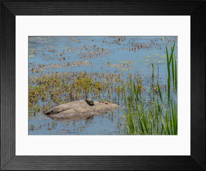 Framed Print : Turtle Enjoying the Afternoon Sun, Gettysburg Pennsylvania USA Framed Print : Turtle Enjoying the Afternoon Sun, Gettysburg Pennsylvania USA