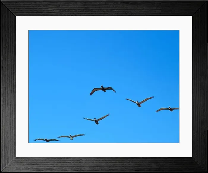 Framed Print : Flying pelicans in a beautiful day. Spring in South Florida Framed Print : Flying pelicans in a beautiful day. Spring in South Florida