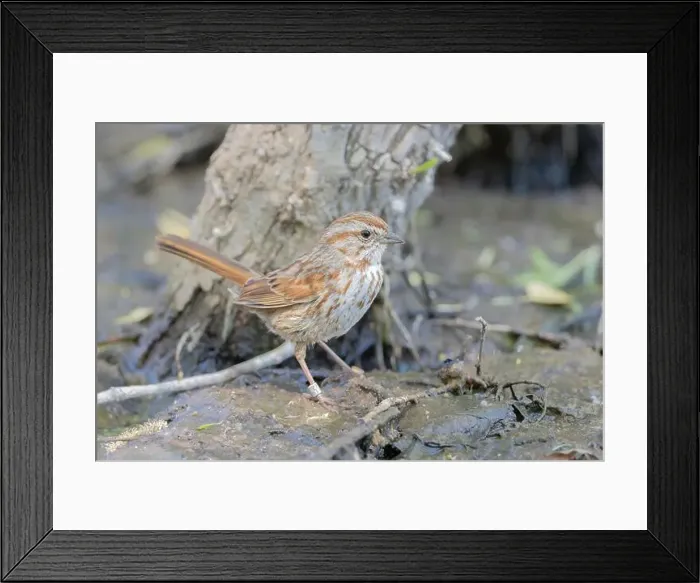 Framed Print : A Banded Song Sparrow in Arizona Framed Print : A Banded Song Sparrow in Arizona