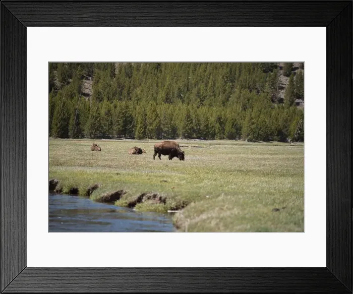 Framed Print : Bison in the meadow in Yellowstone national Park in Wyoming, USA Framed Print : Bison in the meadow in Yellowstone national Park in Wyoming, USA