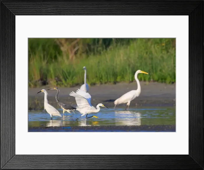 Framed Print : Snowy egrets (Egretta thula), Great Egrets (Ardea alba) Framed Print : Snowy egrets (Egretta thula), Great Egrets (Ardea alba)