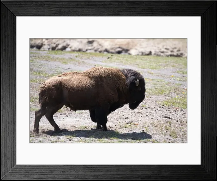 Framed Print : Bison in the meadow in Yellowstone national Park in Wyoming, USA Framed Print : Bison in the meadow in Yellowstone national Park in Wyoming, USA