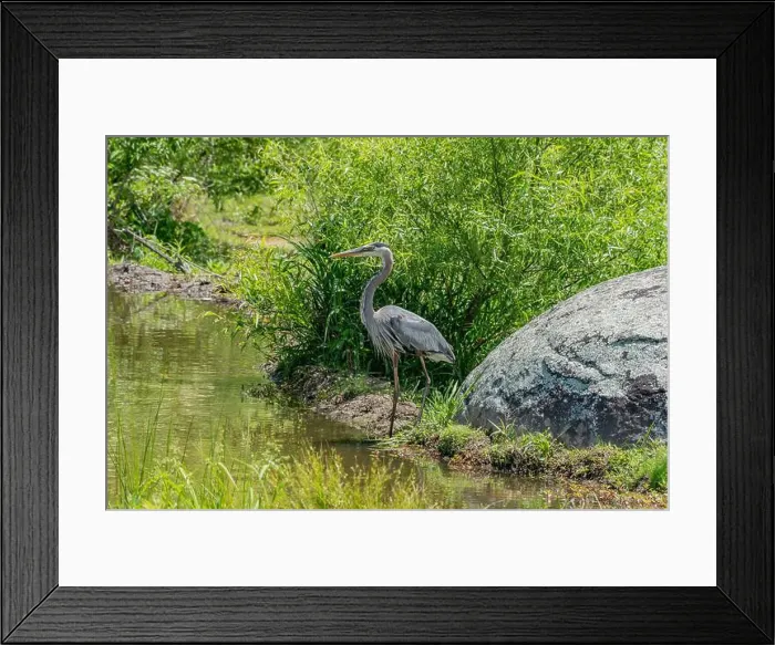 Framed Print : Great Blue Heron, Gettysburg Pennsylvania USA Framed Print : Great Blue Heron, Gettysburg Pennsylvania USA