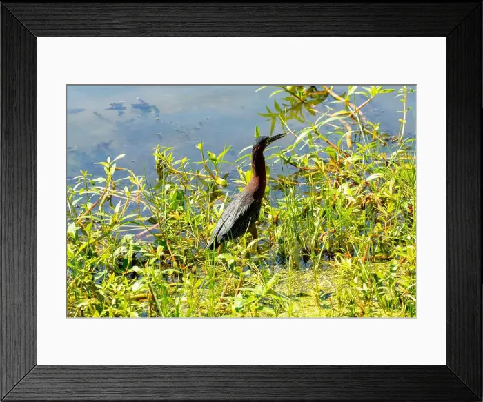 Framed Print : Green Heron searching for food, New Orleans city park, Louisiana, USA Framed Print : Green Heron searching for food, New Orleans city park, Louisiana, USA