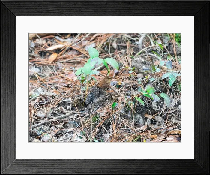 Framed Print : A Winter Wren Searching for Food in the Forest Floor in Congaree National Park in South Carolina Framed Print : A Winter Wren Searching for Food in the Forest Floor in Congaree National Park in South Carolina