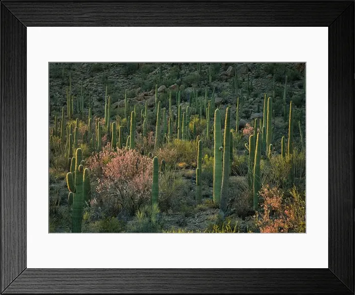 Framed Print : Saguaro Cacti and Ironwood trees stand tall in the Sonoran Desert near Phoenix, Arizona Framed Print : Saguaro Cacti and Ironwood trees stand tall in the Sonoran Desert near Phoenix, Arizona
