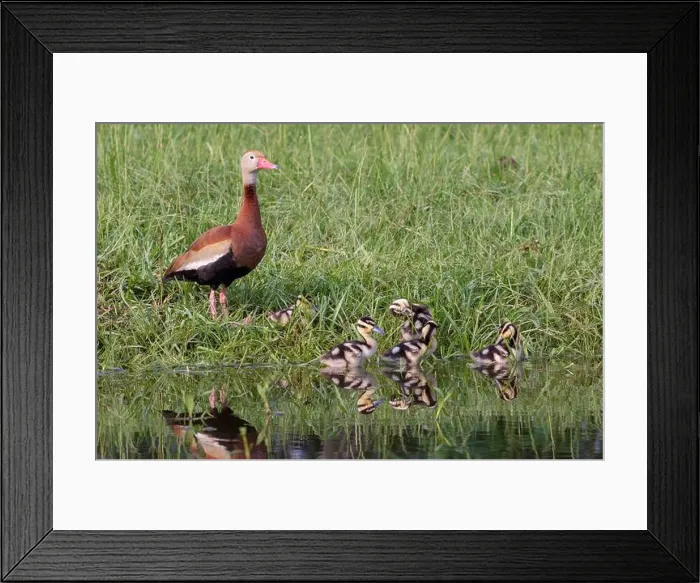 Framed Print : Black-bellied whistling ducks (Dendrocygna autumnalis) female with ducklings resting at the water edge Framed Print : Black-bellied whistling ducks (Dendrocygna autumnalis) female with ducklings resting at the water edge