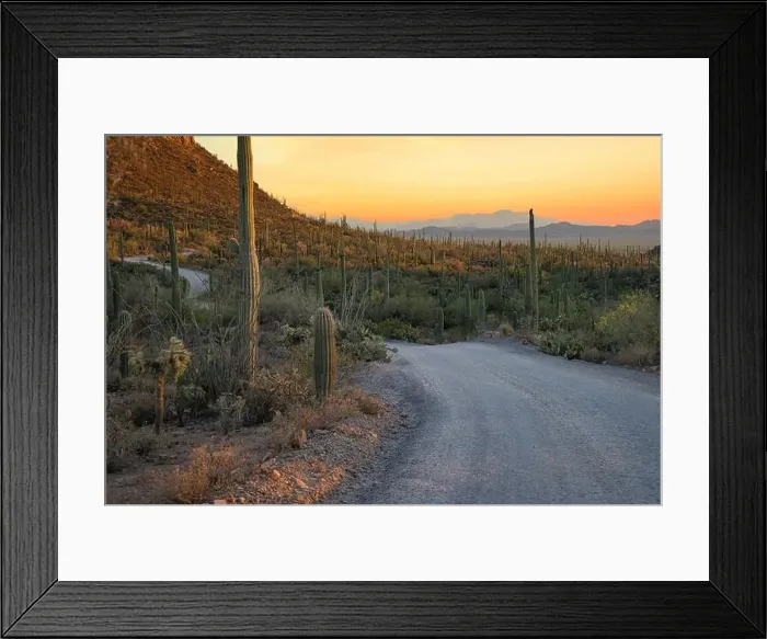 Framed Print : The sun sets on Saguaro Cactus at Saguaro cactus at Saguaro National Park near Tucson, Arizona Framed Print : The sun sets on Saguaro Cactus at Saguaro cactus at Saguaro National Park near Tucson, Arizona