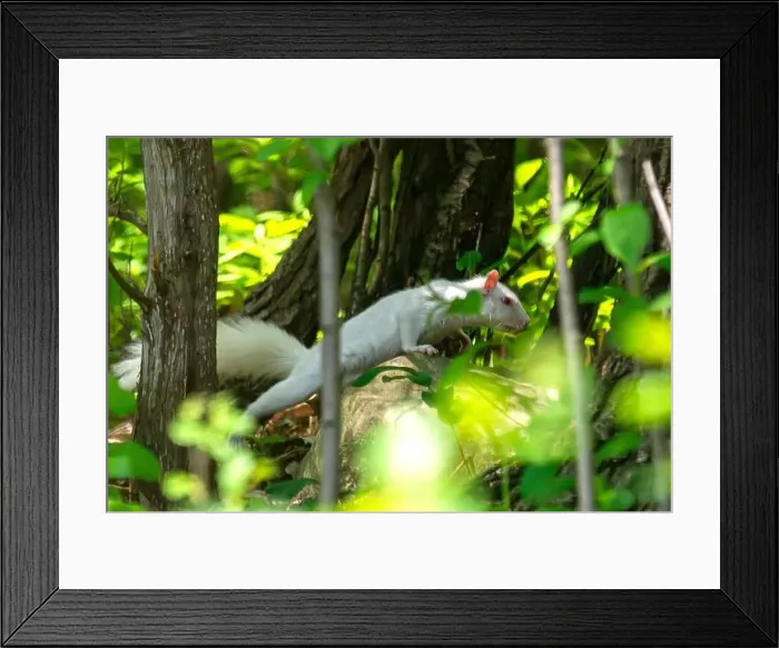 Framed Print : An albino American gray squirrel works his way along the forest floor Framed Print : An albino American gray squirrel works his way along the forest floor