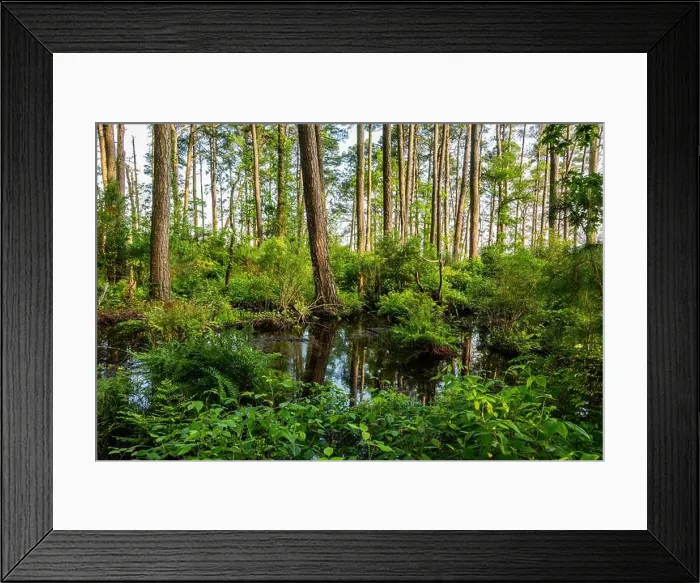 Framed Print : Pond Along the Marsh Edge Trail, Blackwater National Wildlife Refuge MD USA Framed Print : Pond Along the Marsh Edge Trail, Blackwater National Wildlife Refuge MD USA