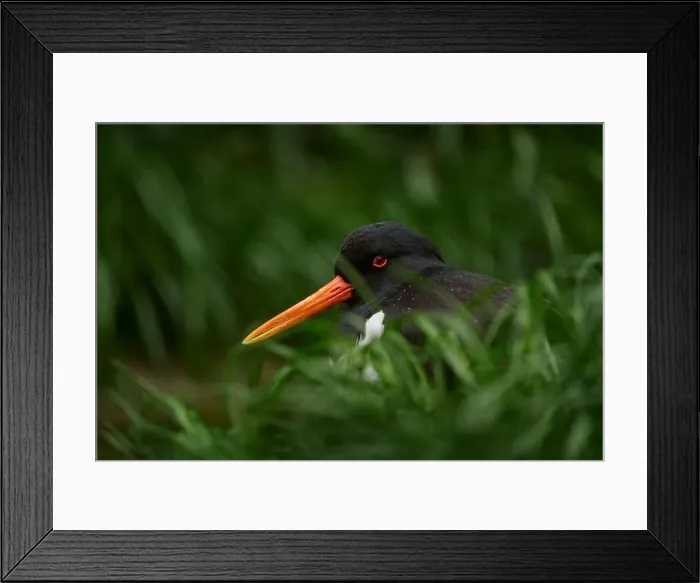 Framed Print : Close-up detail portrait of water bird in the grass Framed Print : Close-up detail portrait of water bird in the grass