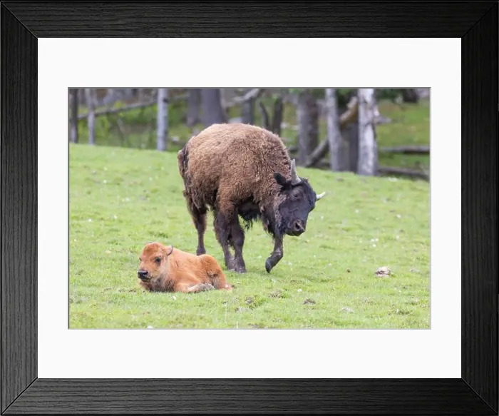 Framed Print : American bison heard in summer Framed Print : American bison heard in summer