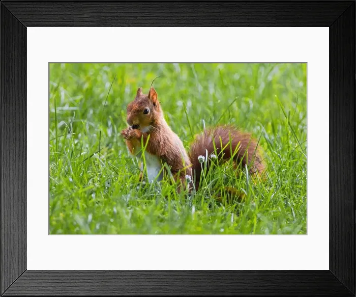 Framed Print : cute young squirrel playing on green meadow at park, wildlife Framed Print : cute young squirrel playing on green meadow at park, wildlife