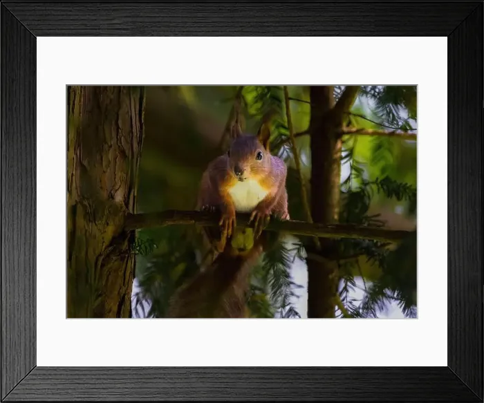 Framed Print : cute young squirrel portrait on tree at park Framed Print : cute young squirrel portrait on tree at park