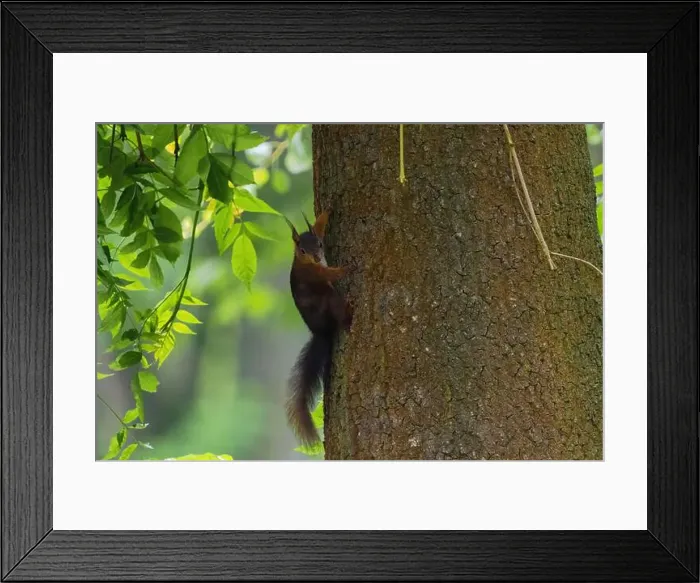 Framed Print : cute young squirrel portrait on tree at park Framed Print : cute young squirrel portrait on tree at park