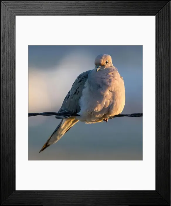 Framed Print : Mourning Dove perching on wire at sunset. Palo Alto Baylands, Santa Clara County, California, USA Framed Print : Mourning Dove perching on wire at sunset. Palo Alto Baylands, Santa Clara County, California, USA