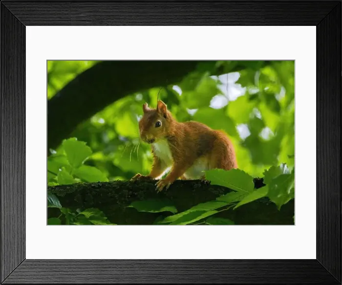 Framed Print : cute young squirrel portrait on tree at park Framed Print : cute young squirrel portrait on tree at park