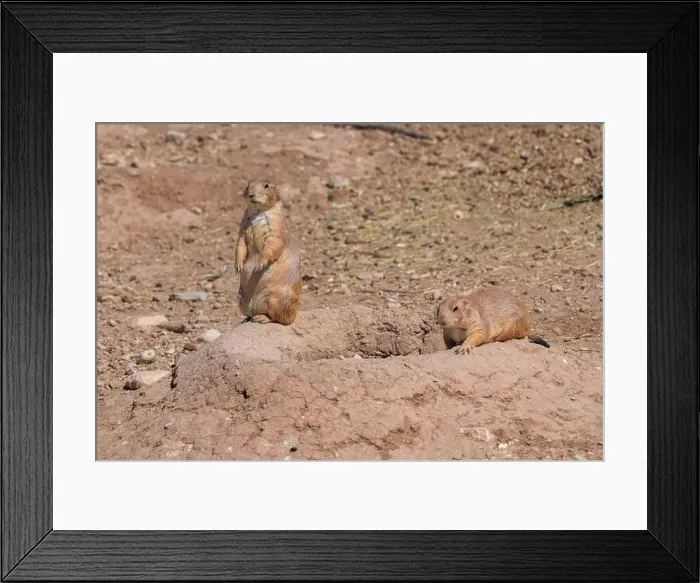 Framed Print : Two prairie dogs on their hole Framed Print : Two prairie dogs on their hole