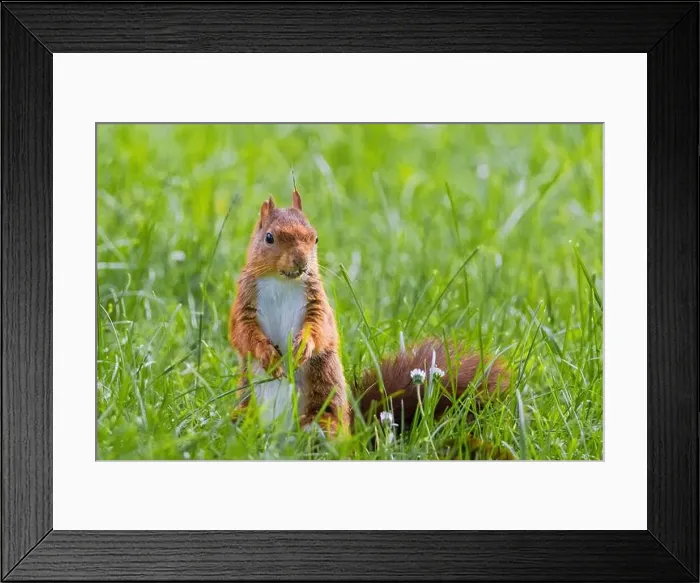 Framed Print : cute young squirrel playing on green meadow at park, wildlife Framed Print : cute young squirrel playing on green meadow at park, wildlife
