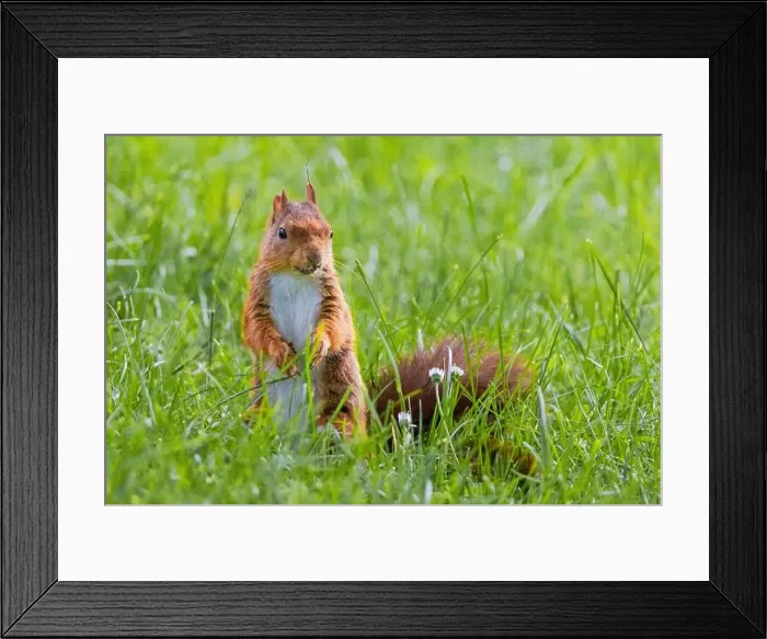 Framed Print : cute young squirrel playing on green meadow at park, wildlife Framed Print : cute young squirrel playing on green meadow at park, wildlife