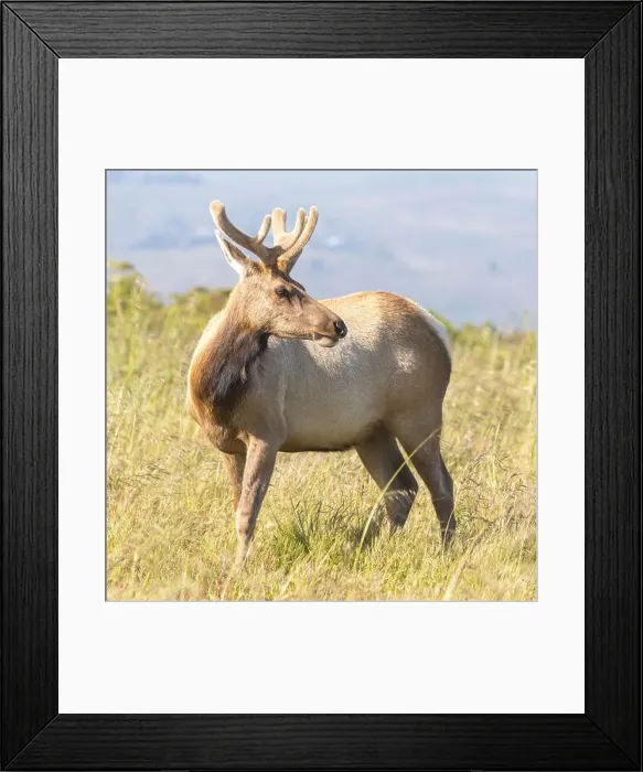 Framed Print : Tule Elk Buck at Tomales Point, Point Reyes National Seashore, Marin County, California, USA Framed Print : Tule Elk Buck at Tomales Point, Point Reyes National Seashore, Marin County, California, USA