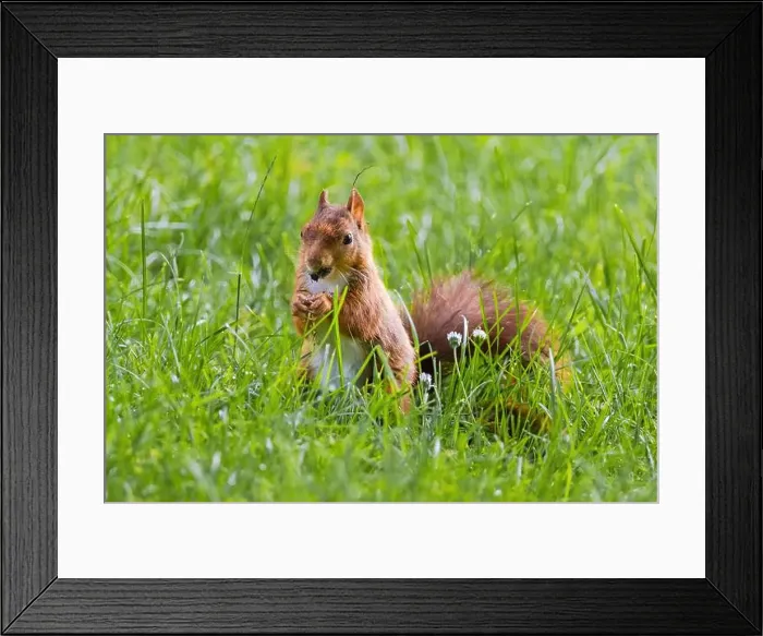 Framed Print : cute young squirrel playing on green meadow at park, wildlife Framed Print : cute young squirrel playing on green meadow at park, wildlife