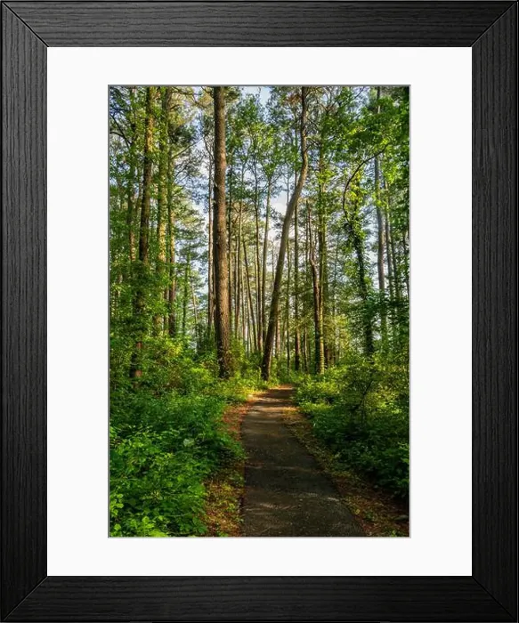 Framed Print : Hiking on the Beautiful Marsh Edge Trail, Blackwater NWR MD USA Framed Print : Hiking on the Beautiful Marsh Edge Trail, Blackwater NWR MD USA