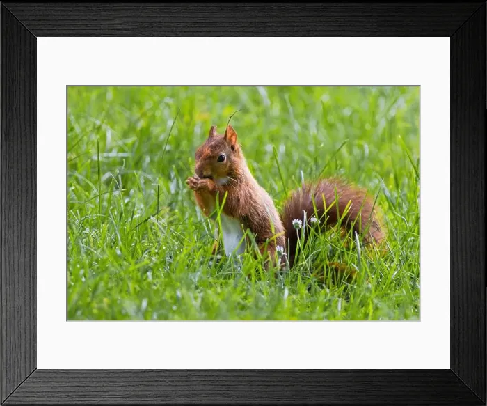 Framed Print : cute young squirrel playing on green meadow at park, wildlife Framed Print : cute young squirrel playing on green meadow at park, wildlife