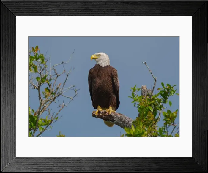 Framed Print : Bald Eagle Perched Framed Print : Bald Eagle Perched