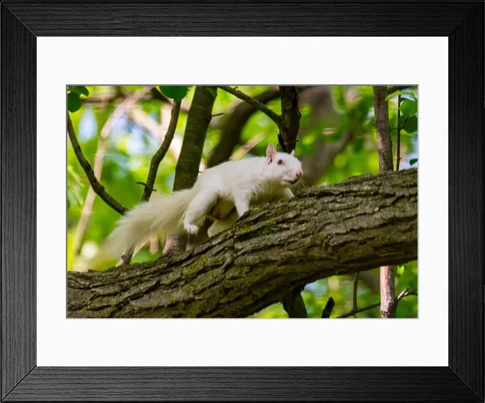 Framed Print : An albino American gray squirrel works his way along a branch carefully suggesting difficulty seeing Framed Print : An albino American gray squirrel works his way along a branch carefully suggesting difficulty seeing