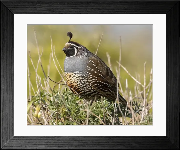 Framed Print : California Quail adult male perched on a shrub. Point Reyes National Seashore, Marine County, California, USA Framed Print : California Quail adult male perched on a shrub. Point Reyes National Seashore, Marine County, California, USA