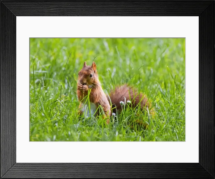 Framed Print : cute young squirrel playing on green meadow at park, wildlife Framed Print : cute young squirrel playing on green meadow at park, wildlife