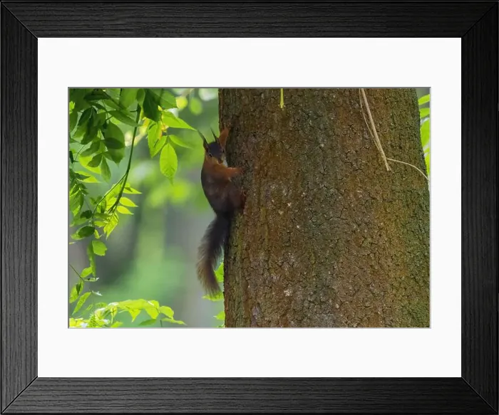 Framed Print : cute young squirrel portrait on tree at park Framed Print : cute young squirrel portrait on tree at park