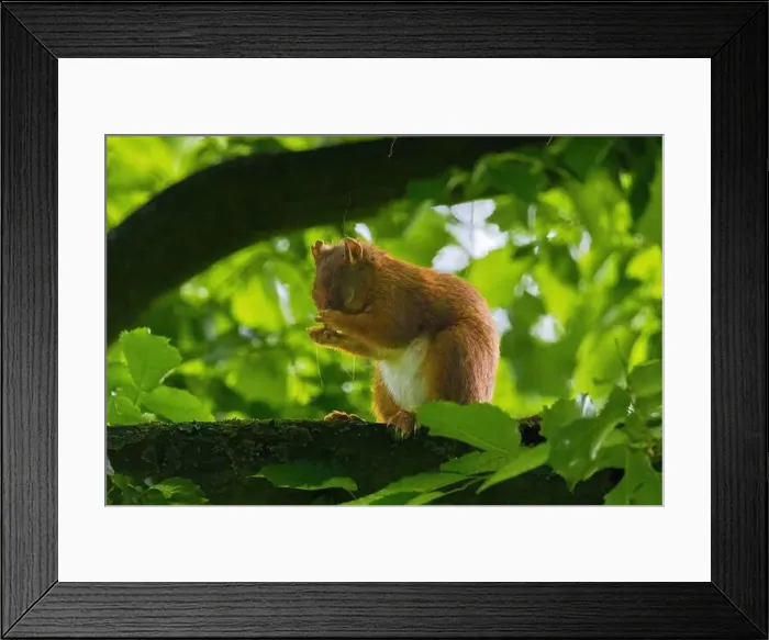 Framed Print : cute young squirrel portrait on tree at park Framed Print : cute young squirrel portrait on tree at park