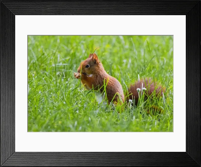 Framed Print : cute young squirrel playing on green meadow at park, wildlife Framed Print : cute young squirrel playing on green meadow at park, wildlife