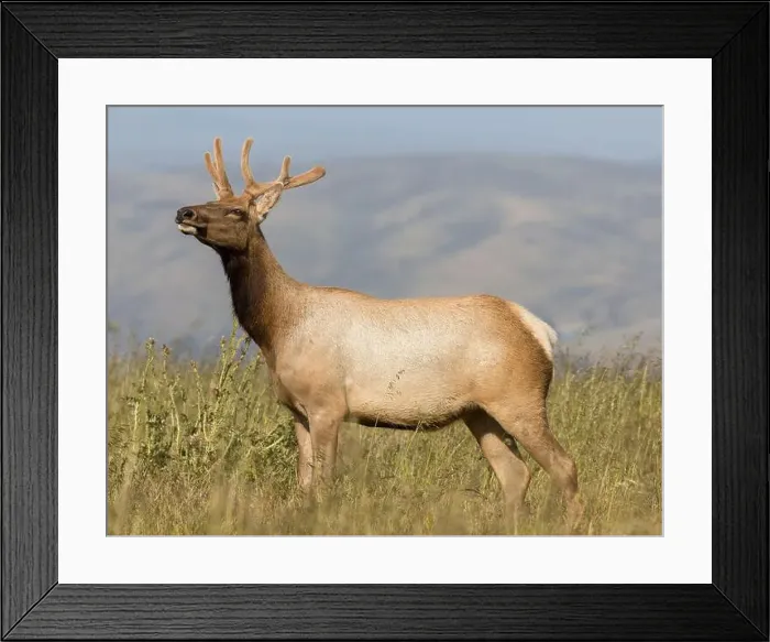 Framed Print : Tule Elk Buck at Tomales Point, Point Reyes National Seashore, Marin County, California, USA Framed Print : Tule Elk Buck at Tomales Point, Point Reyes National Seashore, Marin County, California, USA