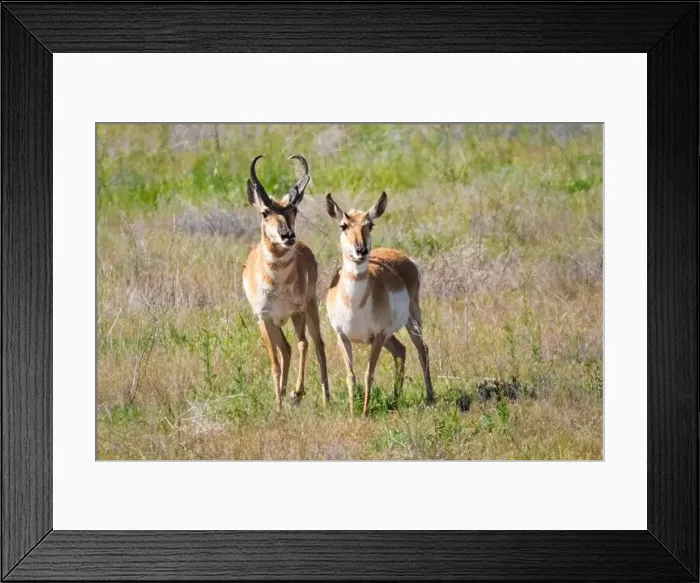 Framed Print : A pronghorn Antilocapra americana) buck and doe standing in a field near Alturas California, USA Framed Print : A pronghorn Antilocapra americana) buck and doe standing in a field near Alturas California, USA