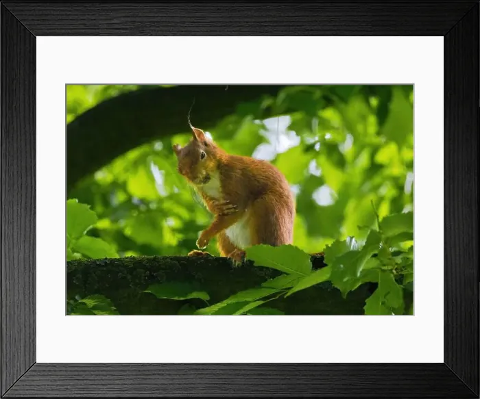 Framed Print : cute young squirrel portrait on tree at park Framed Print : cute young squirrel portrait on tree at park