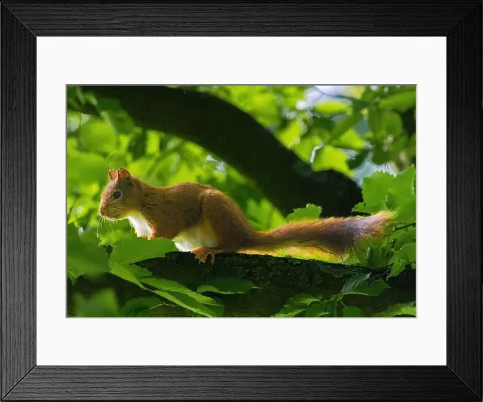 Framed Print : cute young squirrel portrait on tree at park Framed Print : cute young squirrel portrait on tree at park