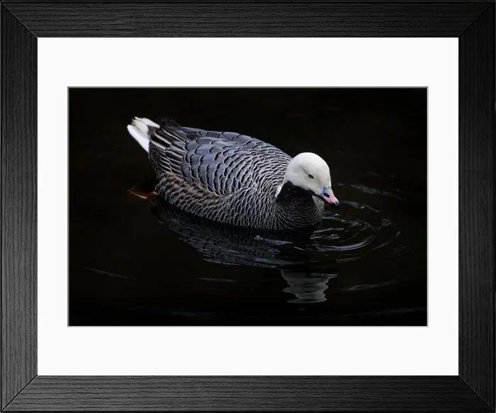 Framed Print : Emperor goose, Anser canagicus Framed Print : Emperor goose, Anser canagicus