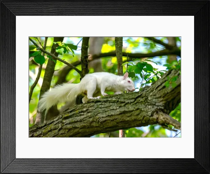 Framed Print : An albino American gray squirrel works his way along a branch carefully suggesting difficulty seeing