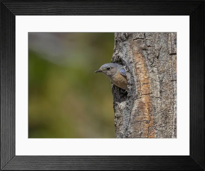 Framed Print : female Western Bluebird leaving nest cavity, Sierra County California Framed Print : female Western Bluebird leaving nest cavity, Sierra County California