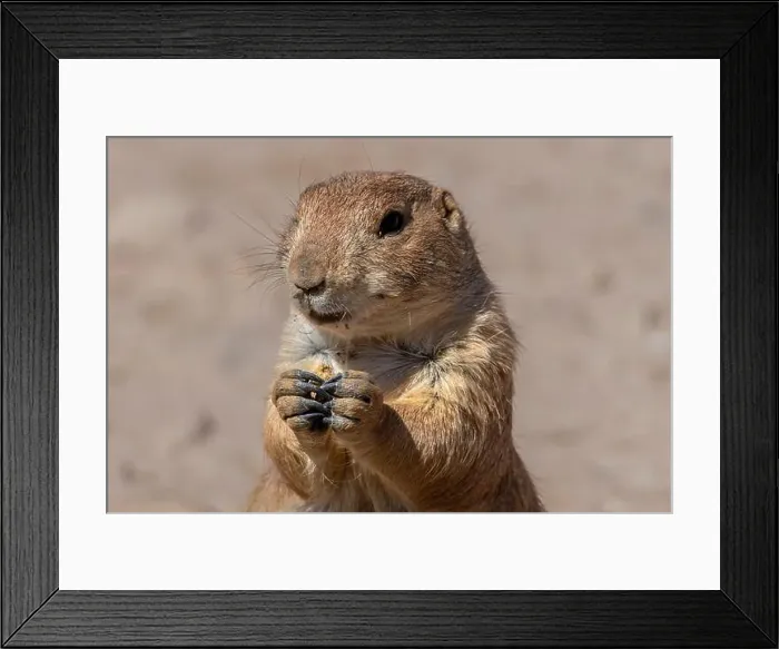 Framed Print : Close up view of a prairie dog eating Framed Print : Close up view of a prairie dog eating