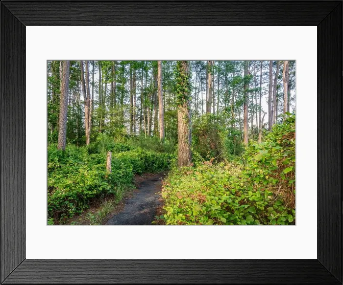 Framed Print : The Marsh Edge Trail on a Hot Summer Day, Blackwater NWR Maryland USA Framed Print : The Marsh Edge Trail on a Hot Summer Day, Blackwater NWR Maryland USA