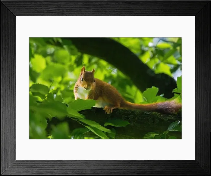 Framed Print : cute young squirrel portrait on tree at park Framed Print : cute young squirrel portrait on tree at park