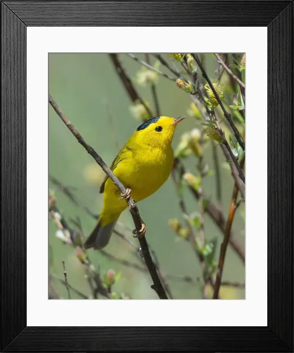 Framed Print : male Wilson's Warbler (Cardellina pusilla) Sierra County California USA