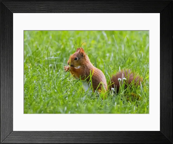Framed Print : cute young squirrel playing on green meadow at park, wildlife Framed Print : cute young squirrel playing on green meadow at park, wildlife